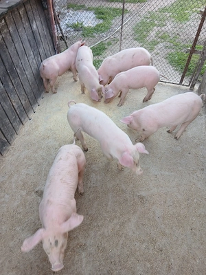 Purcei Landrace - imagine 2