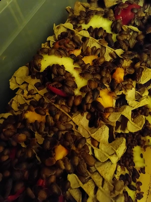 Hrana reptile blaptica dubia