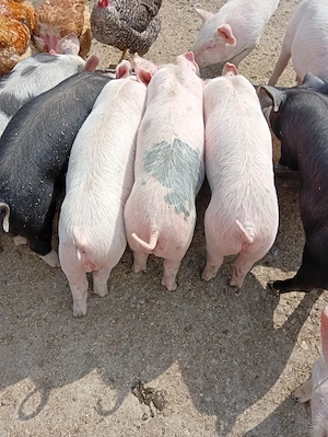 De vânzare  - imagine 2