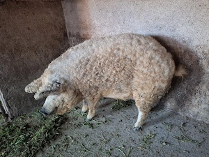 Porc mangalita pentru sacrificat  - imagine 3