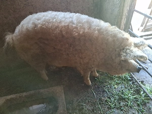 Porc mangalita pentru sacrificat  - imagine 2