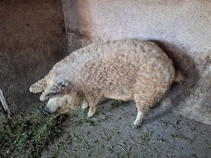 Porc mangalita pentru sacrificat  - imagine 4