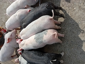 De vânzare  - imagine 4