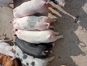 De vânzare  - imagine 3