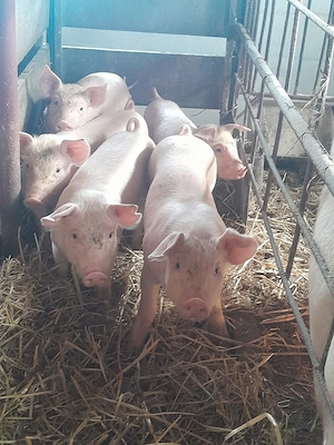 Vand purcei Marele alb si Landrace - imagine 3