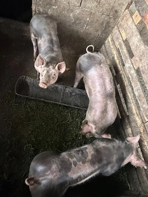 porci petrean de rasa  - imagine 3