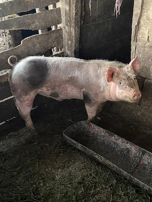 porci petrean de rasa  - imagine 5