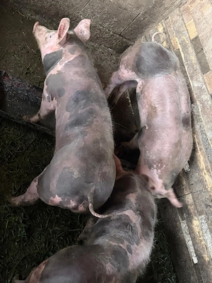 porci petrean de rasa  - imagine 4