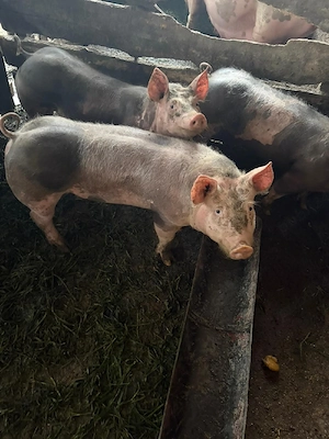 porci petrean de rasa  - imagine 2