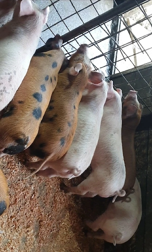 purcei de vânzare  - imagine 5