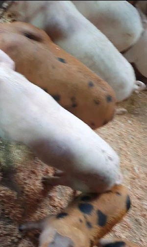 purcei de vânzare  - imagine 4