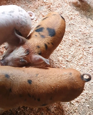 purcei de vânzare  - imagine 3