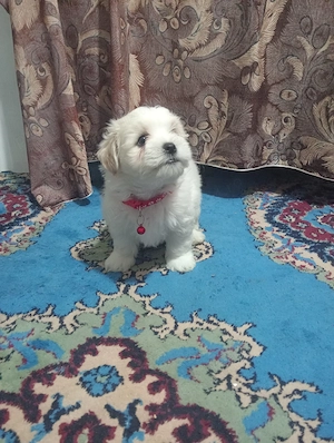 Caut familie (fetițe) - imagine 3