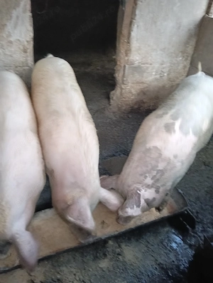 vand animale  - imagine 3