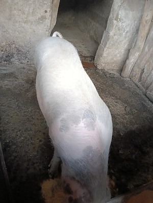 vand animale  - imagine 4