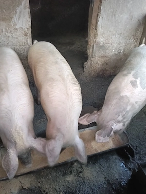 vand animale  - imagine 2