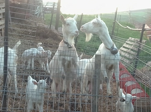 Vand 4 capre si 5 iezi  - imagine 2