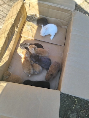 Disponibil iepuri mici - imagine 3