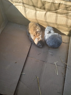 Disponibil iepuri mici - imagine 2