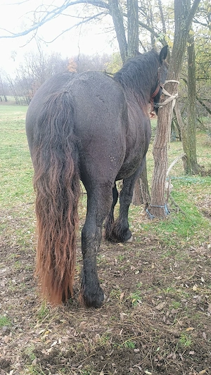 Vand sau schimb armasar 