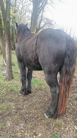 Vand sau schimb armasar  - imagine 4