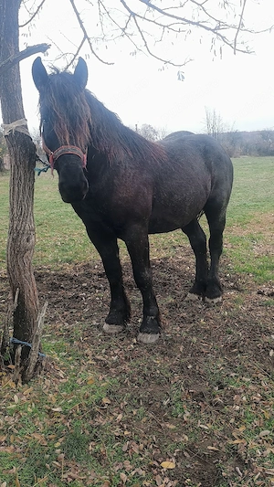 Vand sau schimb armasar  - imagine 2