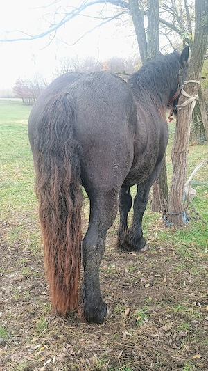 Vand sau schimb armasar  - imagine 3