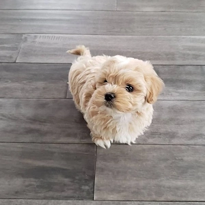 Maltipoo superbi - imagine 2