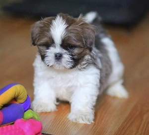 Shih Tzu puiuti 