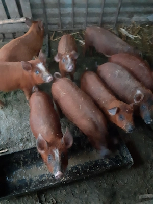 Vând purcei duroc  - imagine 2