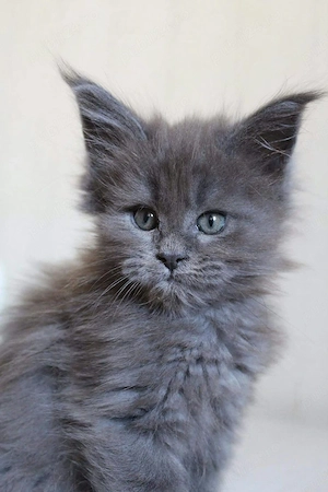 Maine Coon blue  - imagine 3