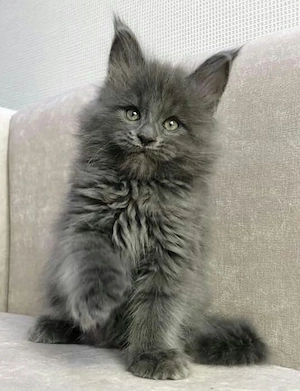 Maine Coon blue 