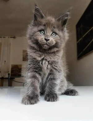 Maine Coon blue  - imagine 2