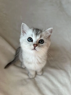 British Shorthair chinchila  - imagine 2