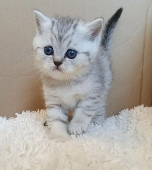 British Shorthair chinchila  - imagine 3