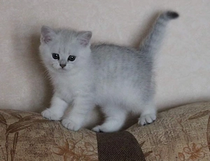 British Shorthair chinchila 