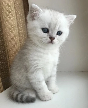 British Shorthair chinchila  - imagine 4