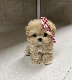 Maltipoo crem  - imagine 2
