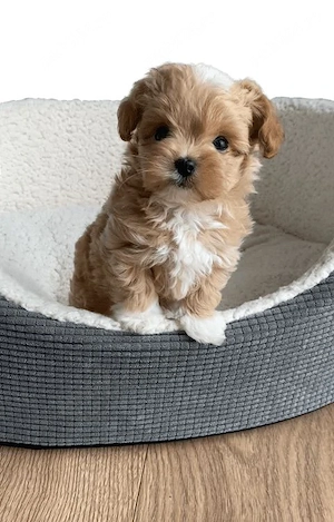 Maltipoo crem 
