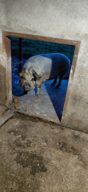 Vand scroafă pentru sacrificat . - imagine 3