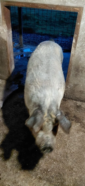 Vand scroafă pentru sacrificat . - imagine 2