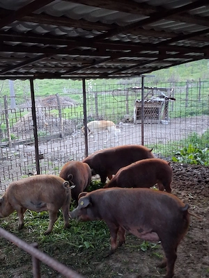 Vand 2 scroafe durok bune pentru reproducție sau sacrificat