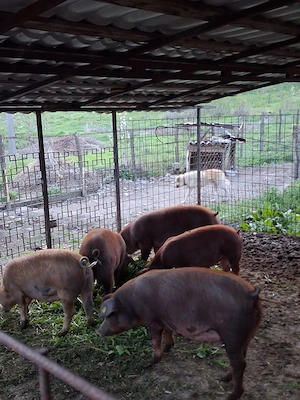 Vand 2 scroafe durok bune pentru reproducție sau sacrificat - imagine 3