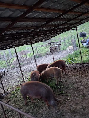 Vand 2 scroafe durok bune pentru reproducție sau sacrificat - imagine 2