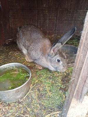 avem si masculi si femele dela uriasi german semi olandezi  avem si pui 