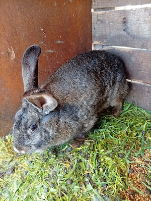 avem si masculi si femele dela uriasi german semi olandezi  avem si pui  - imagine 3