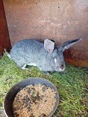 avem si masculi si femele dela uriasi german semi olandezi  avem si pui  - imagine 4