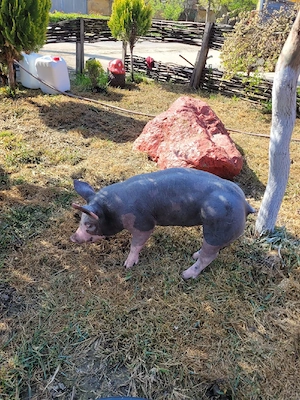 Vând Vieruș - imagine 4