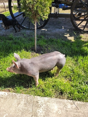 Vând Vieruș - imagine 2