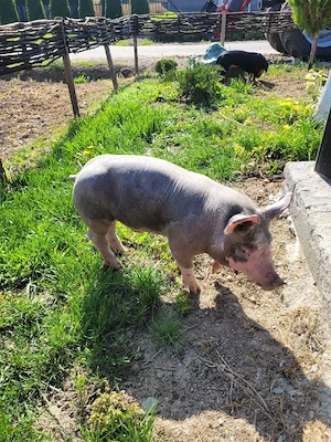 Vând Vieruș - imagine 3